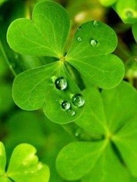 四叶草免费在线阅读-爱奇艺文学